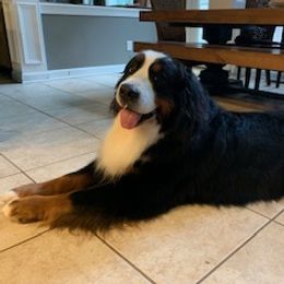 Gus - Bernese Mountain Dog