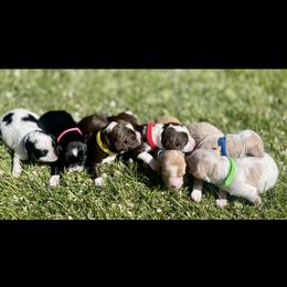Golden Mountain Doodle puppies from Magic Valley Family Doodles