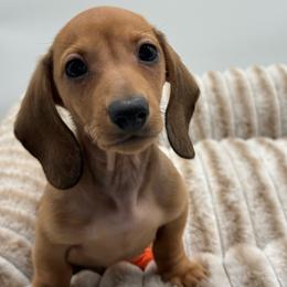 Cashew - Red male Dachshund puppy in Corona, California from ChezBeale