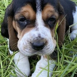 Basset Hounds from Brannon Bassets