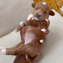Delilah - Red  female Poodle puppy in Charlotte, North Carolina from The Poodlemen