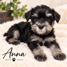 Anna (runt) - Black and silver female Miniature Schnauzer puppy in Hull, Georgia from Ardent Miniature Schnauzers of Athens