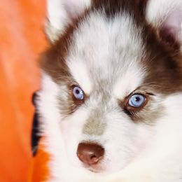 “Nola” - VP Black Magic Bossa Nova Baby - Chocolate Pomsky puppy in Homer, Alaska from Vulpini Arctic Spitz