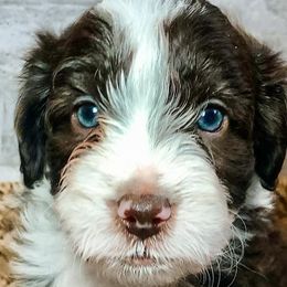 Boy 4 - Aussiedoodle puppy in Russell Springs, Kentucky from Shai’s Mini Aussiedoodles