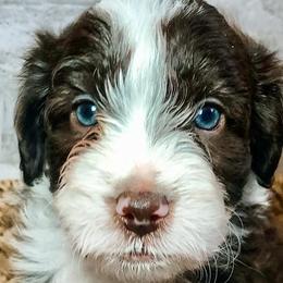 Boy 4 - Aussiedoodle puppy in Russell Springs, Kentucky from Shai’s Mini Aussiedoodles