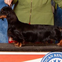 Pepper - Dachshund