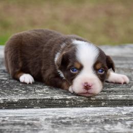Heart - Red tri female Miniature Australian Shepherd puppy in Evant, Texas from Lazy VT Bar Ranch