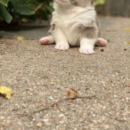 Pembroke Welsh Corgi Puppies from A&A’s Adorable Corgis