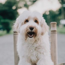 Bailey - Australian Labradoodle