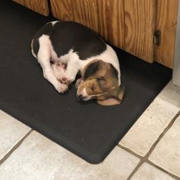 Beagle Puppies from Beech Grove Beagles