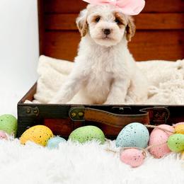 NC Doodle Puppies in Bryan, TX