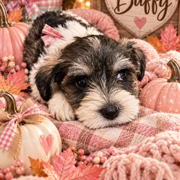 Puppy 5 - Black and tan female Companion Cross puppy in Carriere, Mississippi from Sassy Schnauzers
