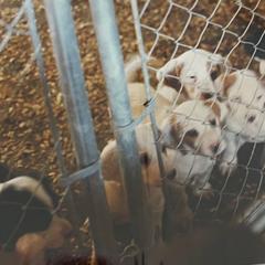 English Setter Puppies from English Setter Farms