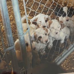 English Setter Puppies from English Setter Farms