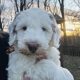Stache - Brown and white male Bernedoodle puppy in Sherman, Illinois from Shirl Doodle Life
