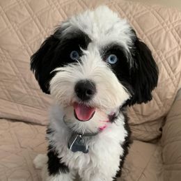 Grace - Aussiedoodle