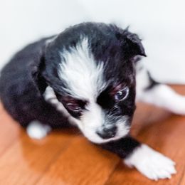 Australian Shepherds from Rocky Top Paws