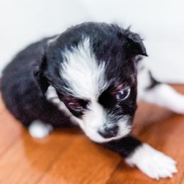 Australian Shepherds from Rocky Top Paws