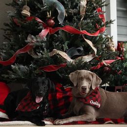 Dilute Retriever All Grown Up from Longleaf Labradors