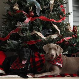 Dilute Retriever All Grown Up from Longleaf Labradors