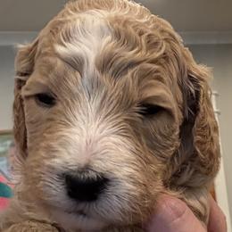Lover Boy - Parti male Goldendoodle puppy in Social Circle, Georgia from Poppiedoodle Farms