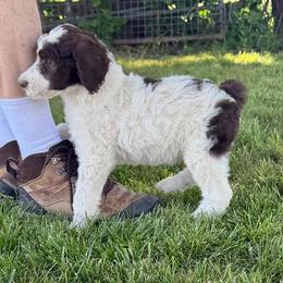 Salome - Parti female Poodle puppy in Piqua, Kansas from Legacy Farms Standard Poodles