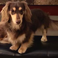 Remy - Dachshund