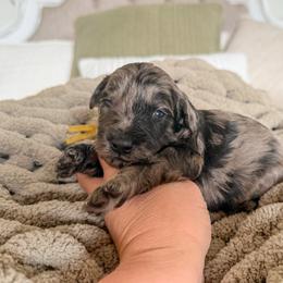Oakley - Blue merle male Bernedoodle puppy in Fort Collins, Colorado from Front Range Family Doodles