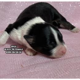 Spice - Black tri-color female Australian Shepherd puppy in Bethany, Connecticut from Wynter Thyme Manor Australian shepherds