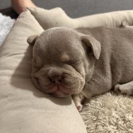 Groot - Tricolors male French Bulldog puppy in Louisville, Kentucky from Nelson’s Fancy Frenchies and Bulldogs