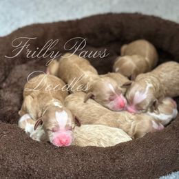 Goldendoodle Puppies from FrillyPaws Doodles