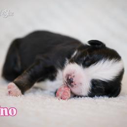 Uno - Black tri female Miniature American Shepherd puppy in Herriman, Utah from Painted Blue Aussies