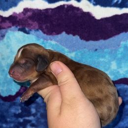 Red dapple male - Dapple male Dachshund puppy in Liberty, Mississippi from Liberty Oaks Aussies and Dachshunds