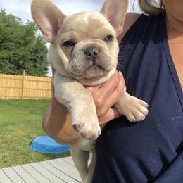 French Bulldog Puppies from Roughneck Frenchies