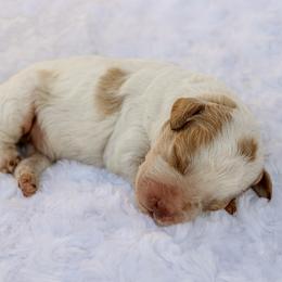 Stanley - Apricot male Labradoodle puppy in Crete, Nebraska from Doodles & Co