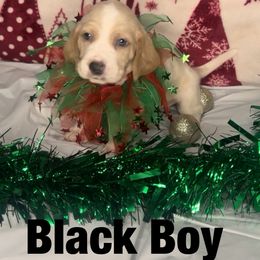 Boy 3 - male Basset Hound puppy in Lexington, Kentucky from Breashae's  Pups