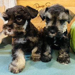 Boy 1 - Liver male Miniature Schnauzer puppy in Malvern, Arkansas from Deep South Miniature Schnauzers