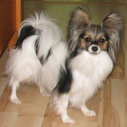 Papillons from MCK Papillions