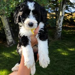 Trixie - Black and white female Sheepadoodle puppy in Ashton, Idaho from Kerr Kanine Ranch