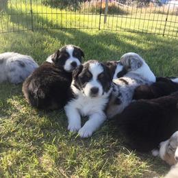 Australian Shepherd Puppies from Artemisia Aussies