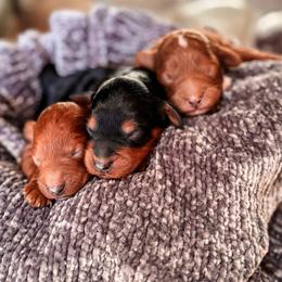 Cavapoo puppies from Freckle Paw Family
