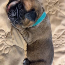 Odin - Fawn male Boxer puppy in Deland, Florida from Baby Bliss Boxers