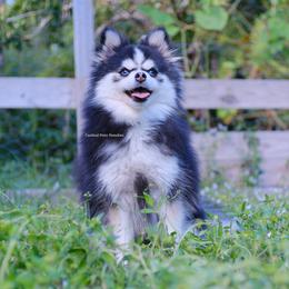 Primrose - Pomsky