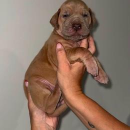 Great Dane puppies from That Gurl K9s