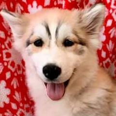 Siberian Huskies from Erica Massie's Siberian Huskies