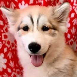 Siberian Huskies from Erica Massie's Siberian Huskies