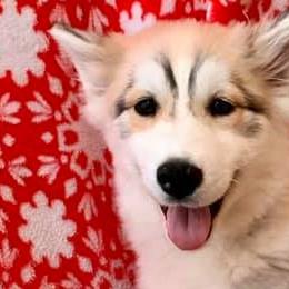 Siberian Huskies from Erica Massie's Siberian Huskies