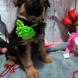 Green - Black and red male German Shepherd puppy in Gustavus, Ohio from Cross Kreek Kennels