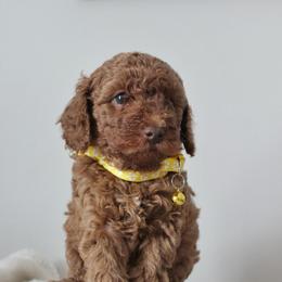 Poodle Puppies from Bruno & Co. Puppies