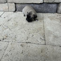 Girl 2 - Fawn female Pug puppy in Brooksville, Florida from Windsorsprings